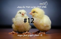 نکات کلیدی در خرید جوجه یکروزه (12)