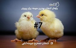 نکات کلیدی در خرید جوجه یکروزه (7)