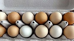  بهینه سازی اندازۀ تخم مرغ در مرغ های تخمگذار تجاری
